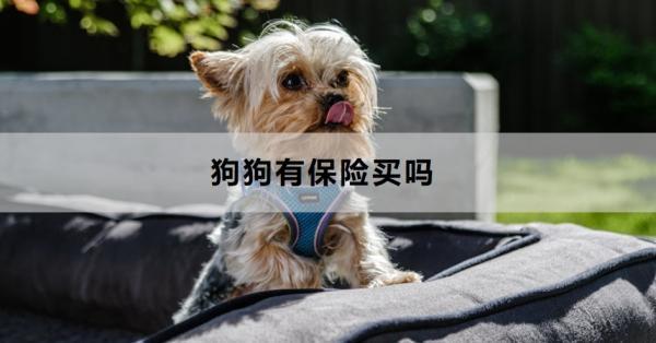 狗狗有保險(xiǎn)買嗎？附帶兩款優(yōu)質(zhì)量產(chǎn)品
