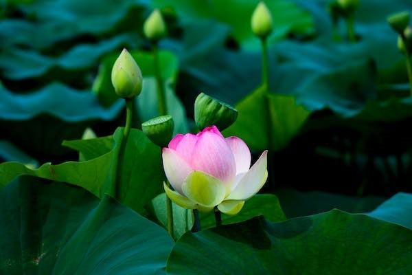 醫(yī)療保險(xiǎn)報(bào)銷比例是多少？報(bào)銷流程是什么啊？