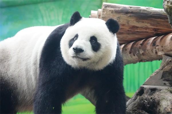今年退保險(xiǎn)的新規(guī)是什么？2025年退保合法維權(quán)全流程？