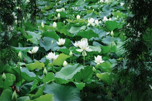 保險(xiǎn)憑證號怎么查？作用有哪些？6種場景有用！